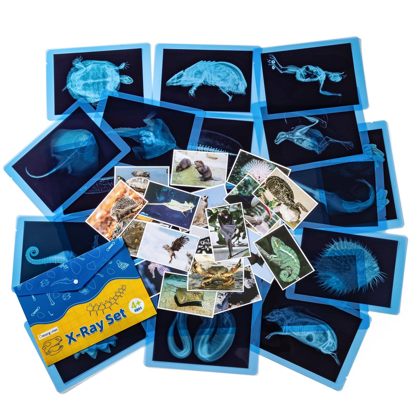 Odoorgames Animal Xrays & Picture Cards — Educational Vet Toy Kit for Kids (20 X-Rays + 20 Photos)