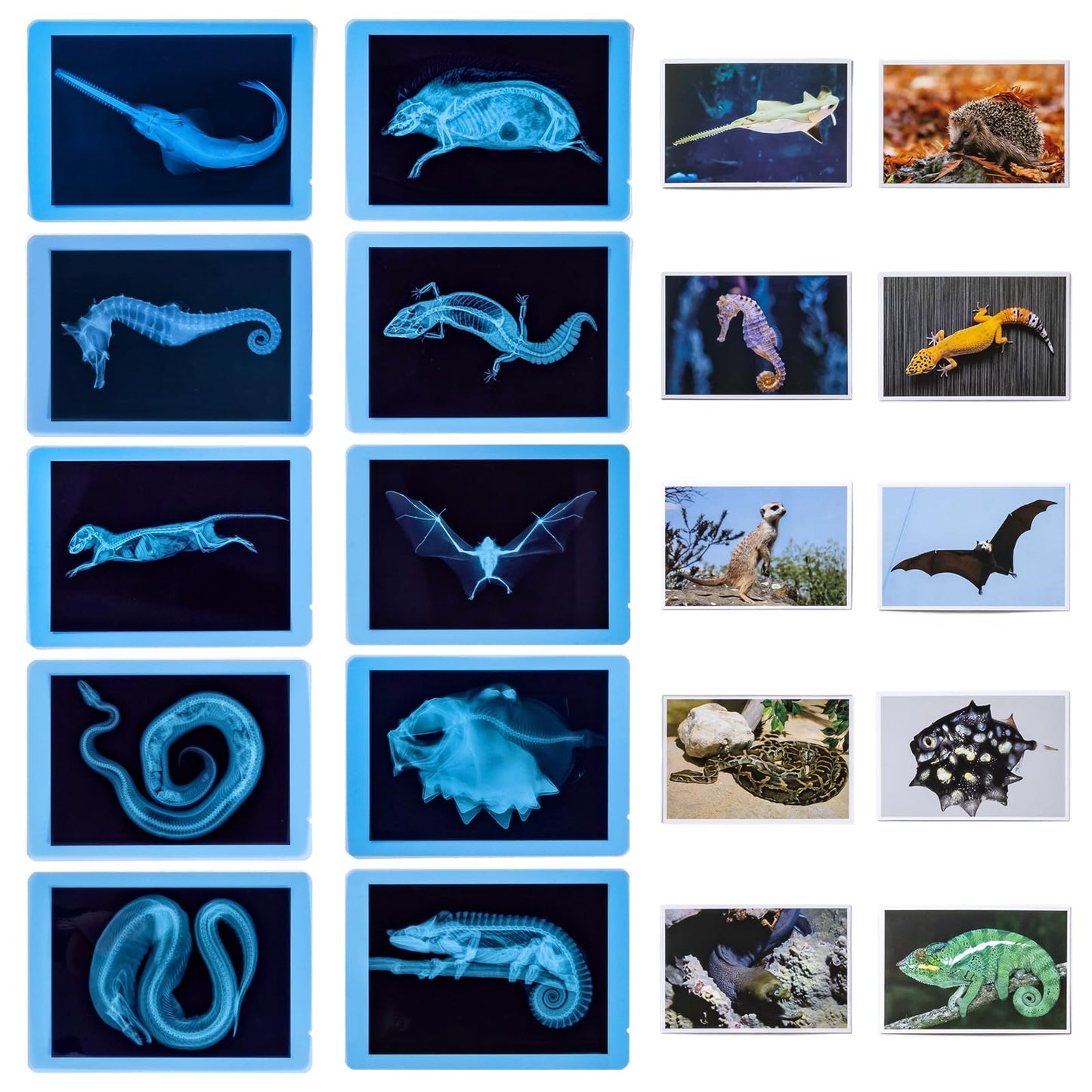Odoorgames Animal Xrays & Picture Cards — Educational Vet Toy Kit for Kids (20 X-Rays + 20 Photos)
