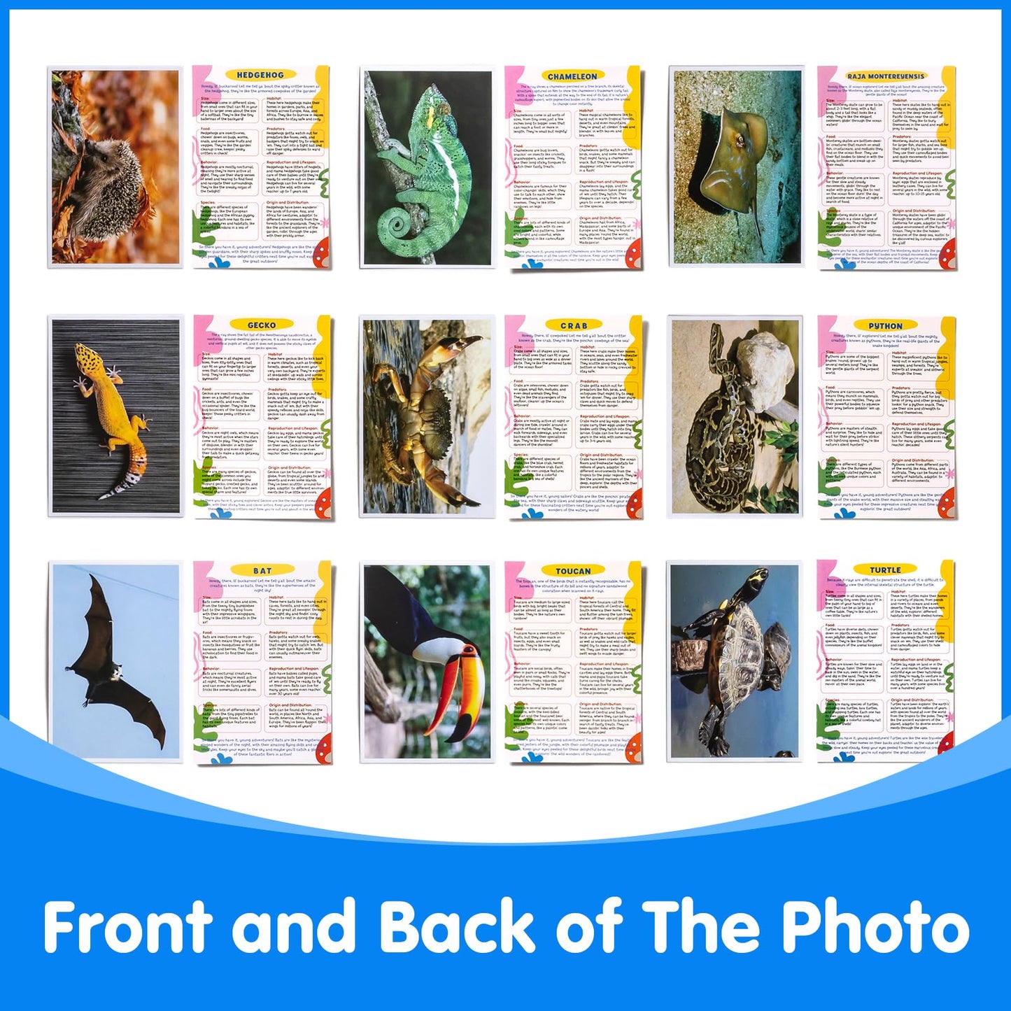 Odoorgames Animal Xrays & Picture Cards — Educational Vet Toy Kit for Kids (20 X-Rays + 20 Photos)