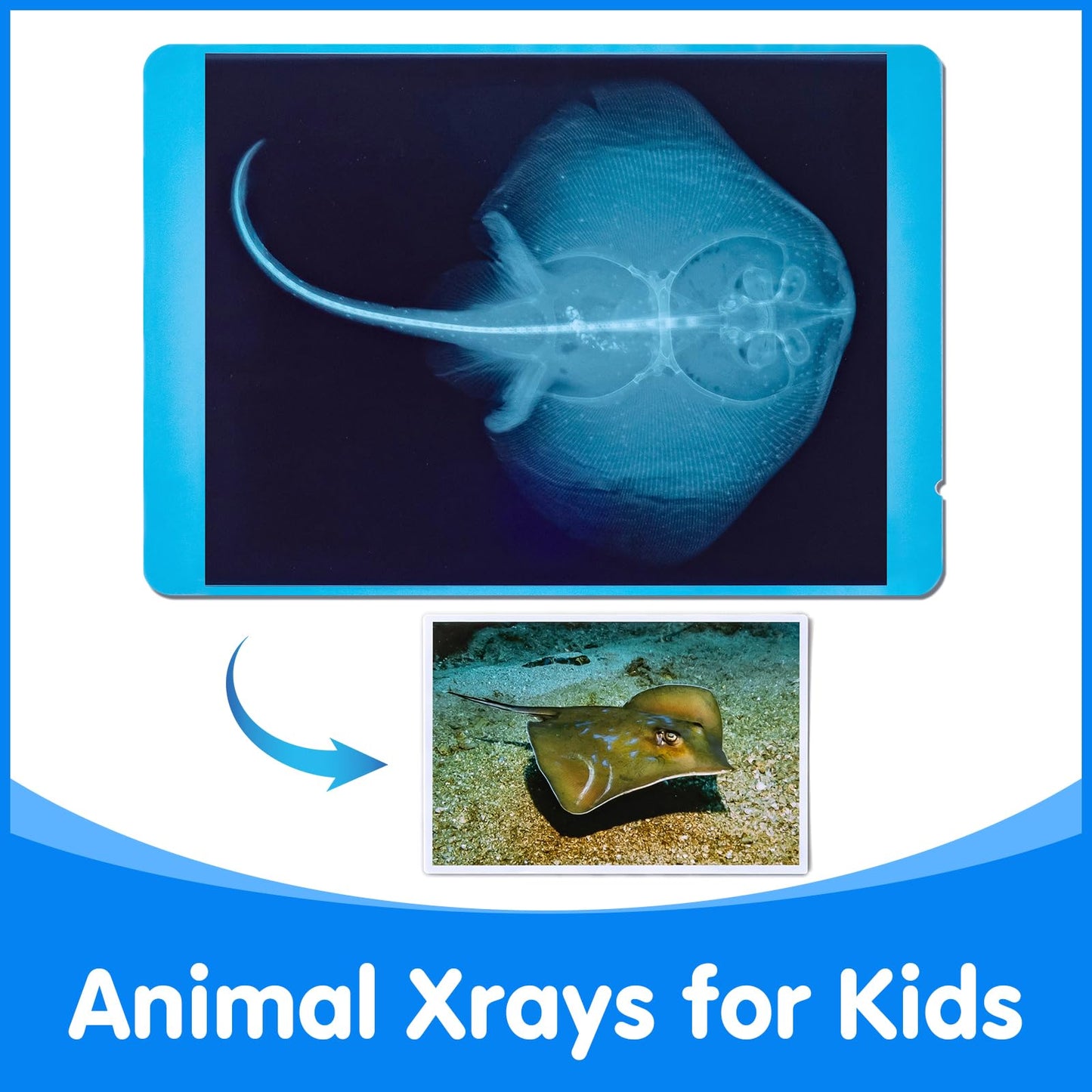 Odoorgames Animal Xrays & Picture Cards — Educational Vet Toy Kit for Kids (20 X-Rays + 20 Photos)
