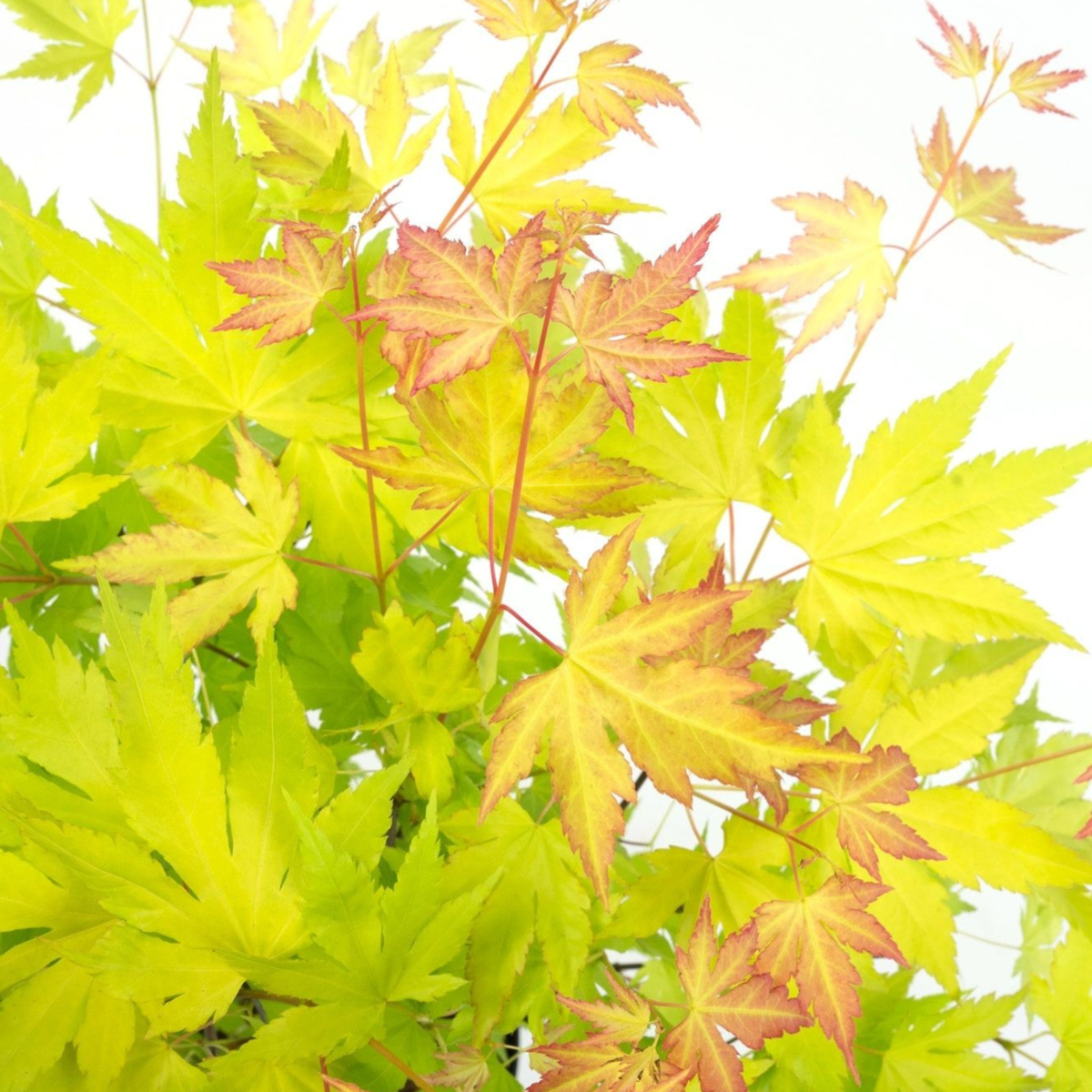 Japanese maple - Acer palmatum 'Orange Lace' - Height 60-70cm - ⌀19cm
