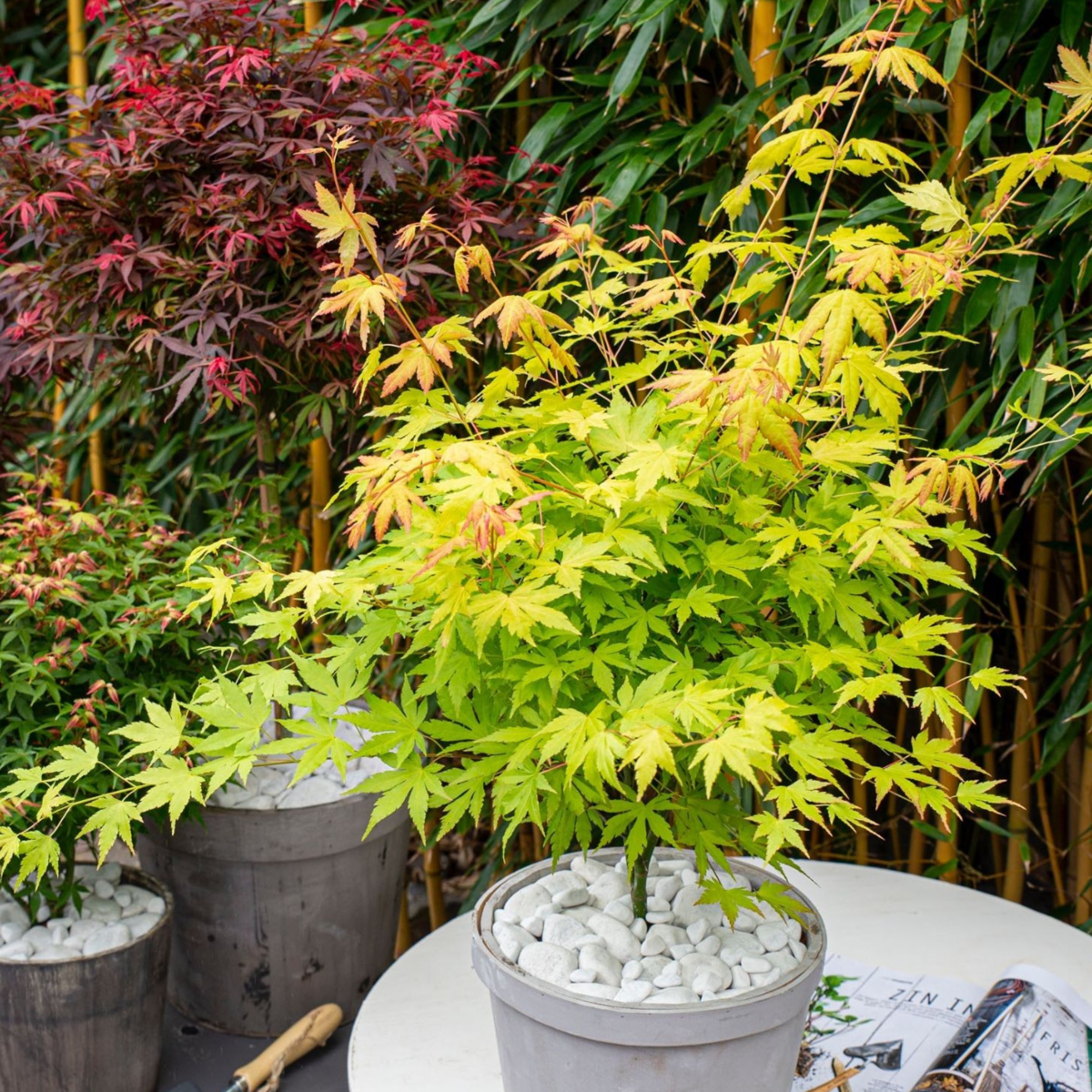Japanese maple - Acer palmatum 'Orange Lace' - Height 60-70cm - ⌀19cm