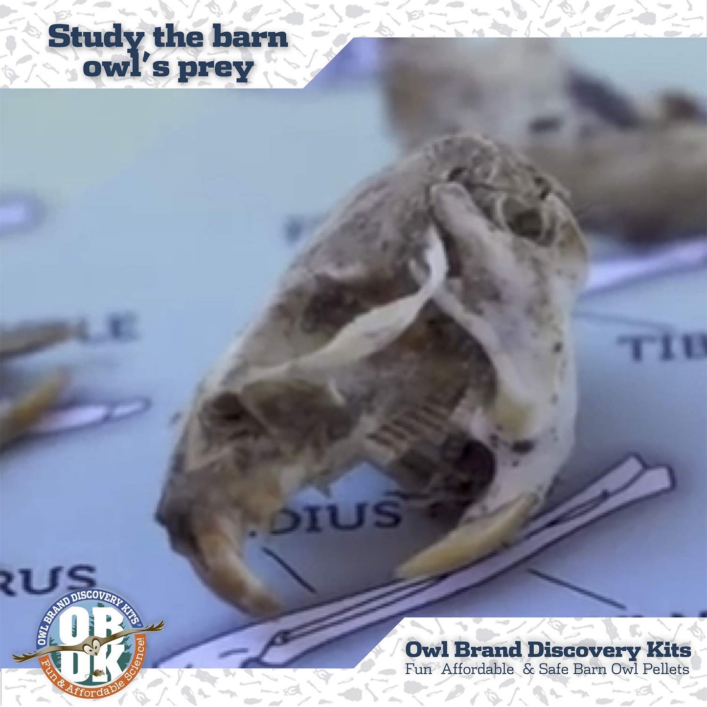 Barn Owl Pellets for Dissection - 1 Pack (1.5-2.0 in) with Tools & Bone Chart | Owl Brand Discovery Kits