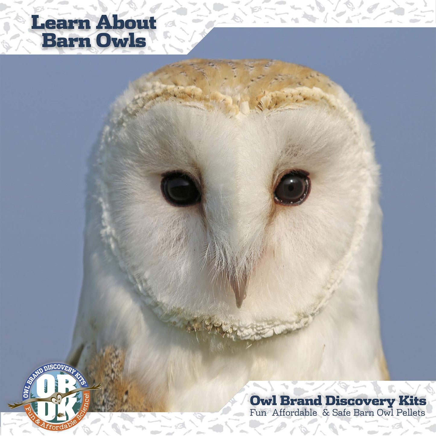 Owl Brand Discovery Kits – Barn Owl Pellets for Dissection (Small, 1.0-1.5 inch) with Tools & Bone Chart
