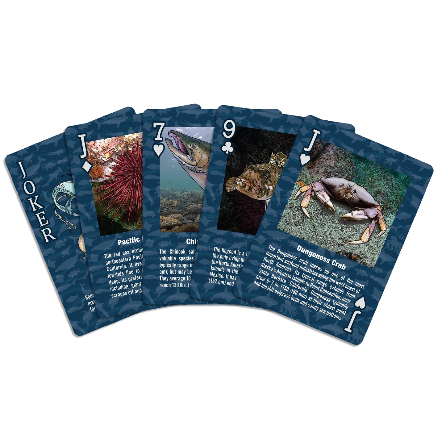 Paradise Cay Publications Marine Wildlife of the Pacific Northwest – 52 Card Deck