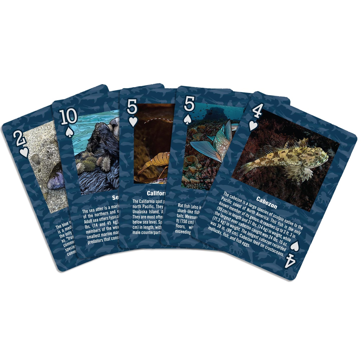 Paradise Cay Publications Marine Wildlife of the Pacific Northwest – 52 Card Deck