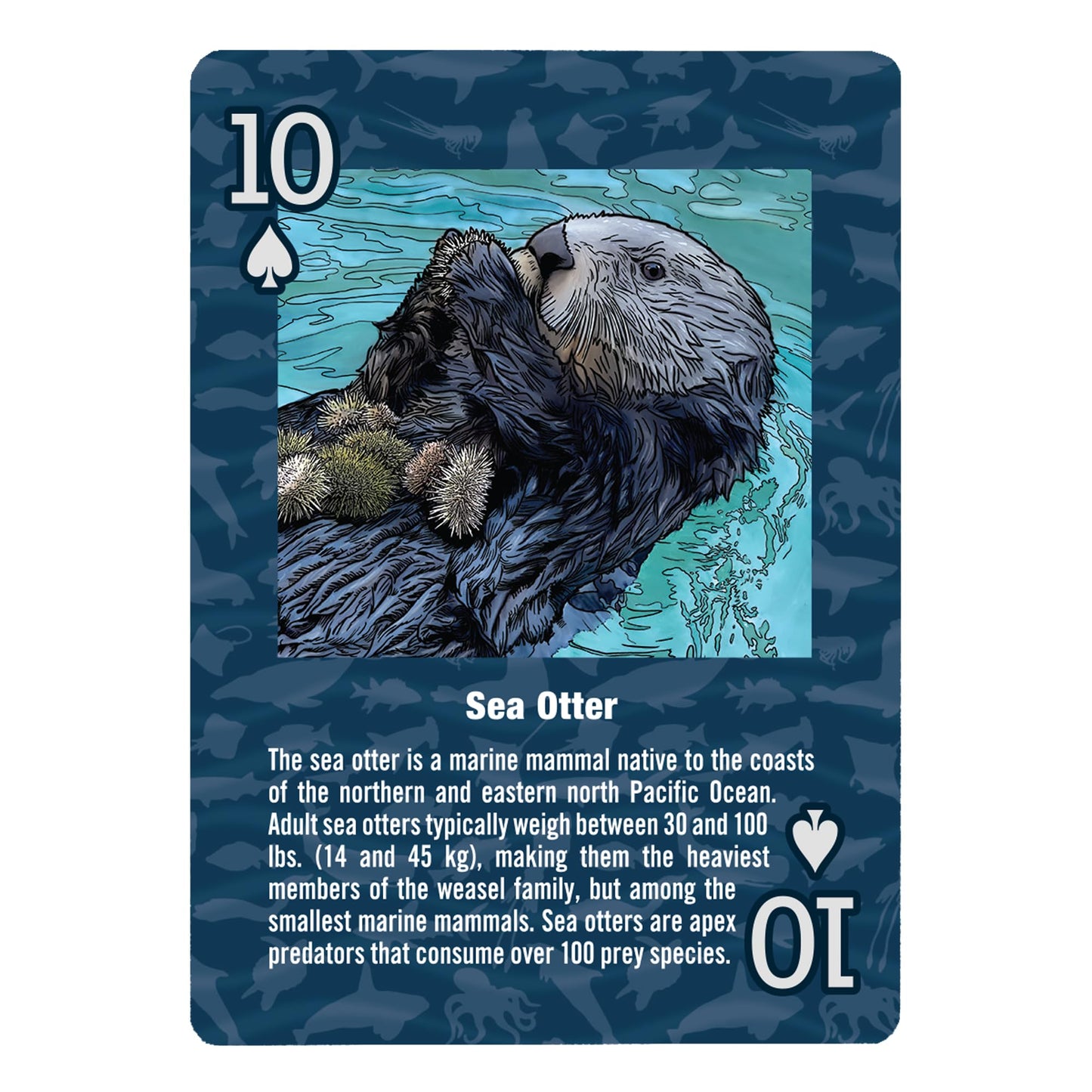 Paradise Cay Publications Marine Wildlife of the Pacific Northwest – 52 Card Deck