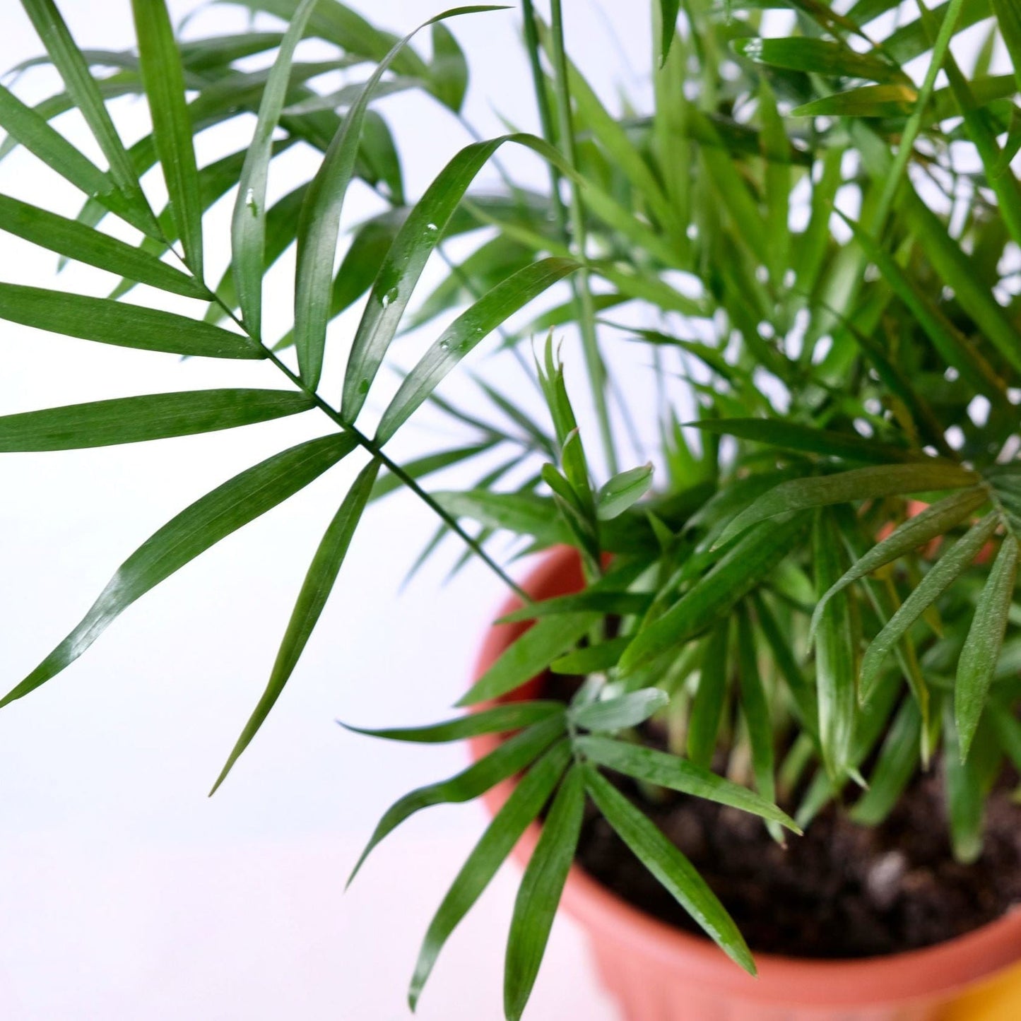 Parlour Palm 40-50cm