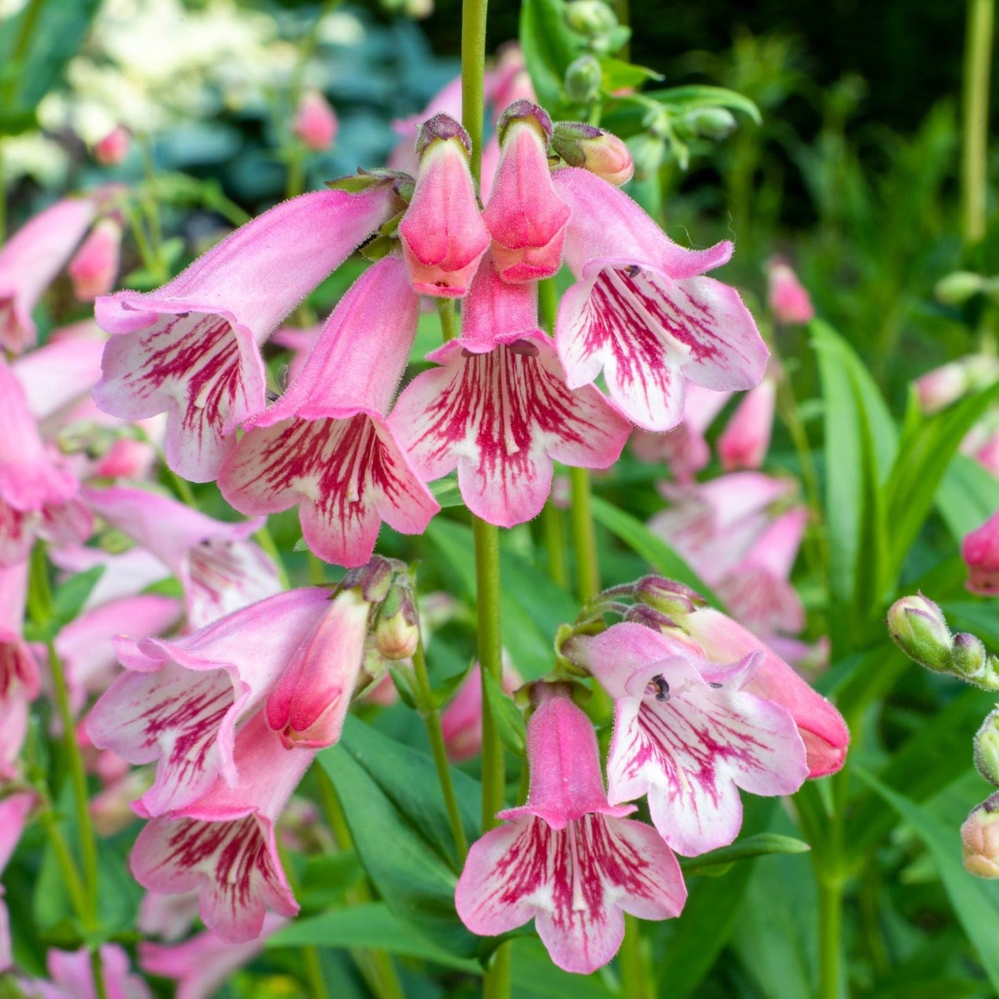 Penstemon 'Mother of Pearl' 9cm