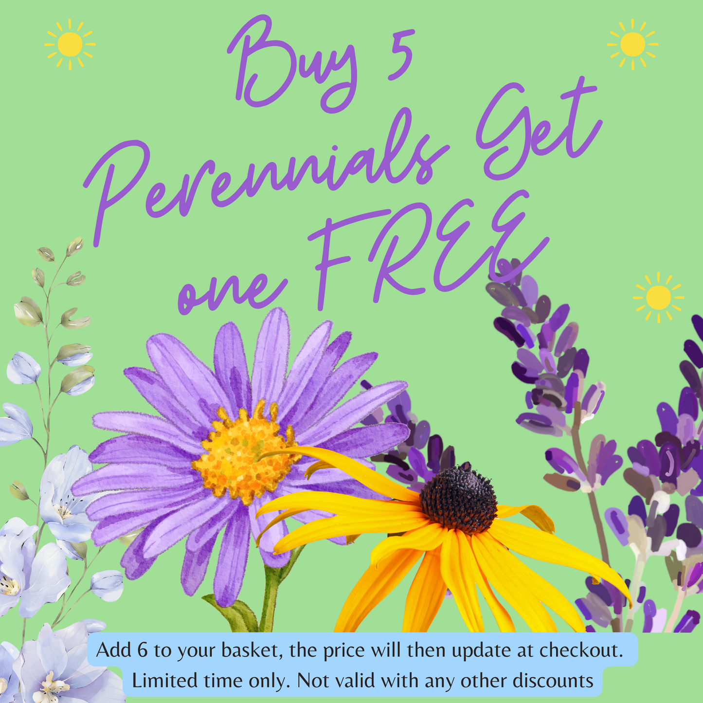 Stokesia laevis 'Mel's Blue' 9cm/2L