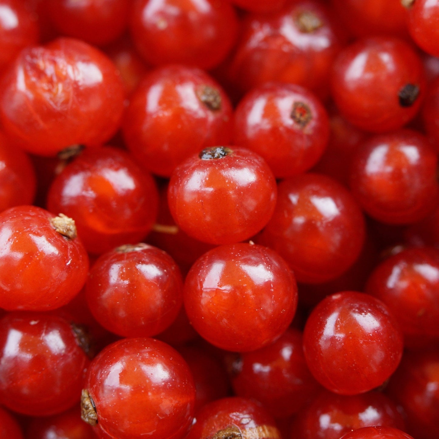 Red currant bush  'Jonkheer van Tets' 2L / 4L