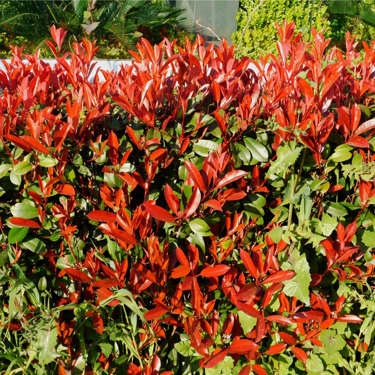Photinia x fraseri 'Red Robin' 9cm-5L