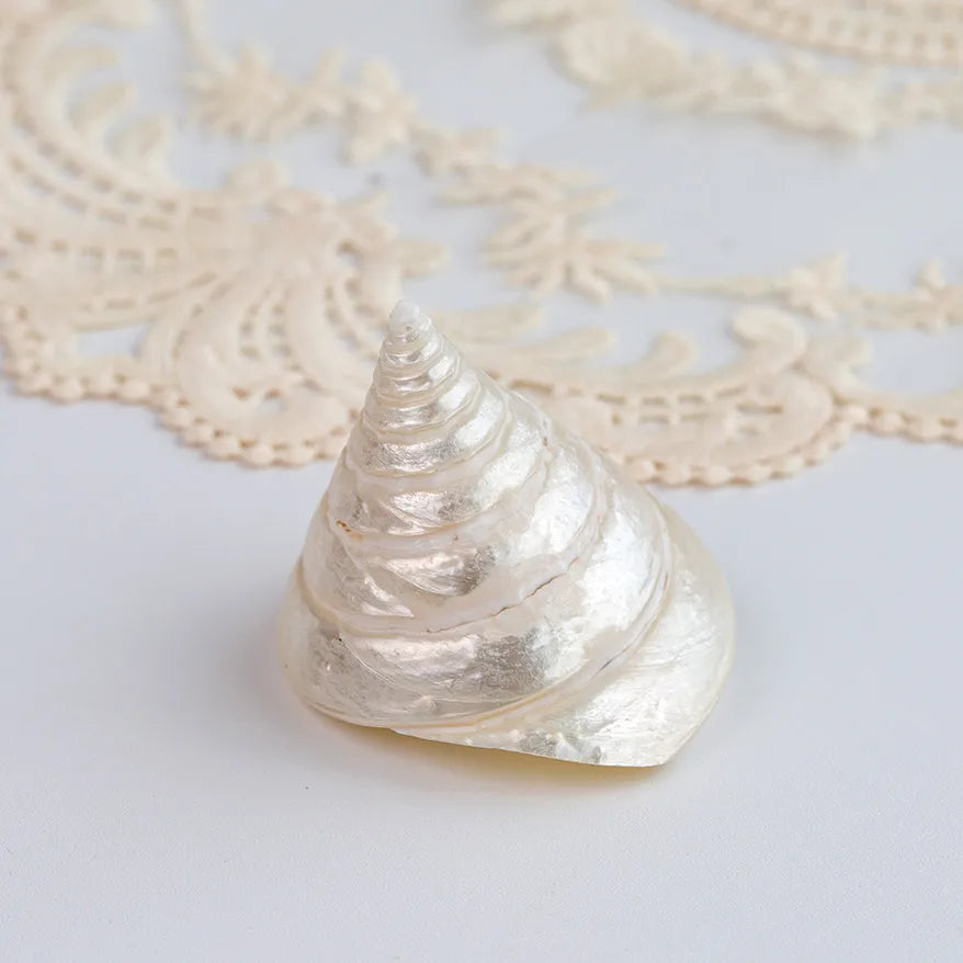 Natural Shell Jewelry Display Tray Decorative Ornament Shell Tray Nordic Style Craftsmanship Shell Pattern Jewelry Stand