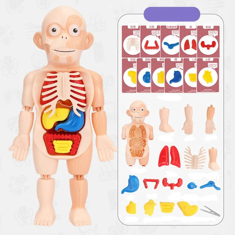 doctor toys human plastic toys
