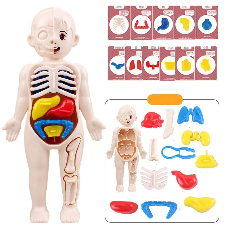 doctor toys human plastic toys