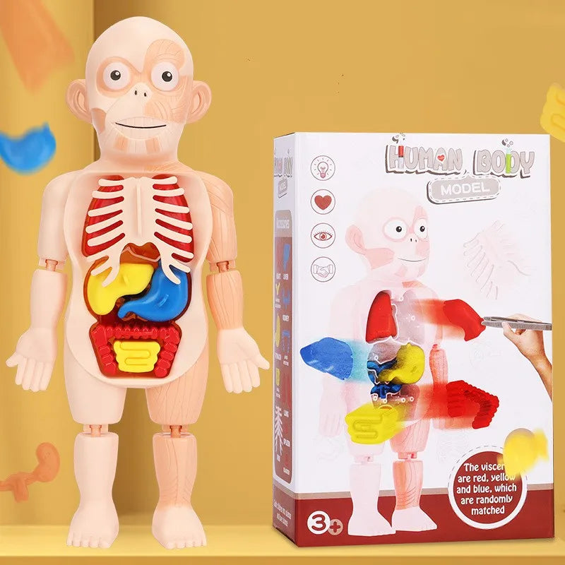 doctor toys human plastic toys