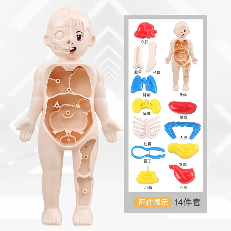 doctor toys human plastic toys