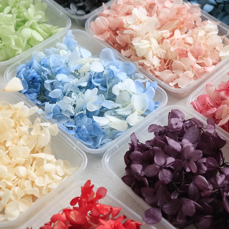 Hydrangea eternal flower dried flower diy handmade wedding shoes stickers face floral class activity photo frame violent bear petals material package