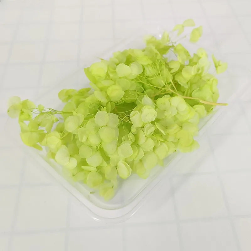 Hydrangea eternal flower dried flower diy handmade wedding shoes stickers face floral class activity photo frame violent bear petals material package