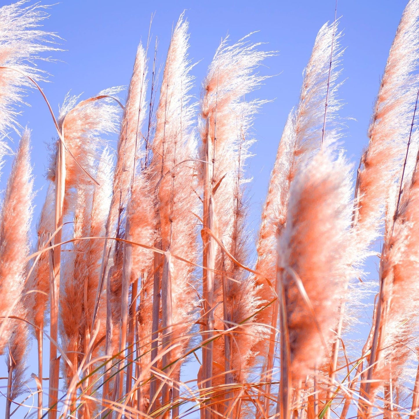 Cortaderia selloana Pink Pampas Grass 9cm/1L/2L/4L