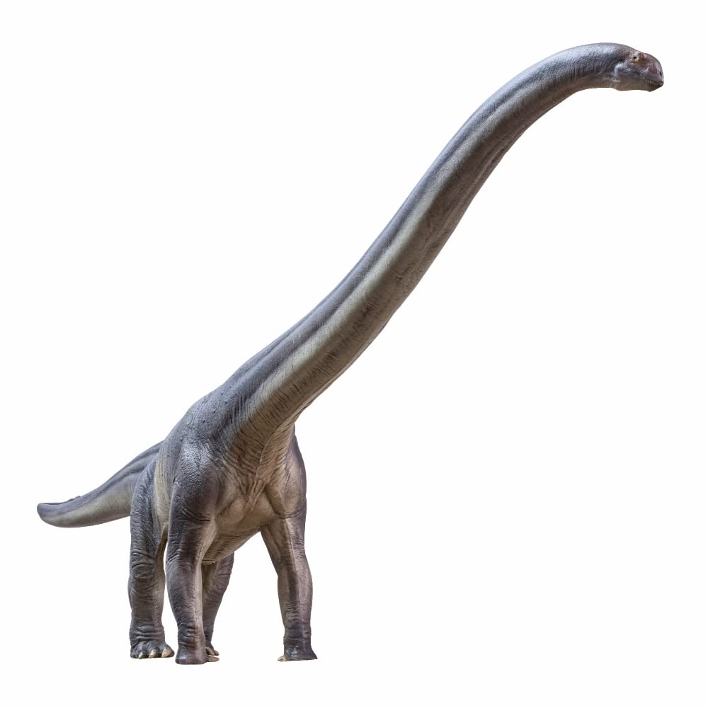 PNSO ER-MA Mamenchisaurus 1:45 Scientific Art Model – Dinosaur Museums Series