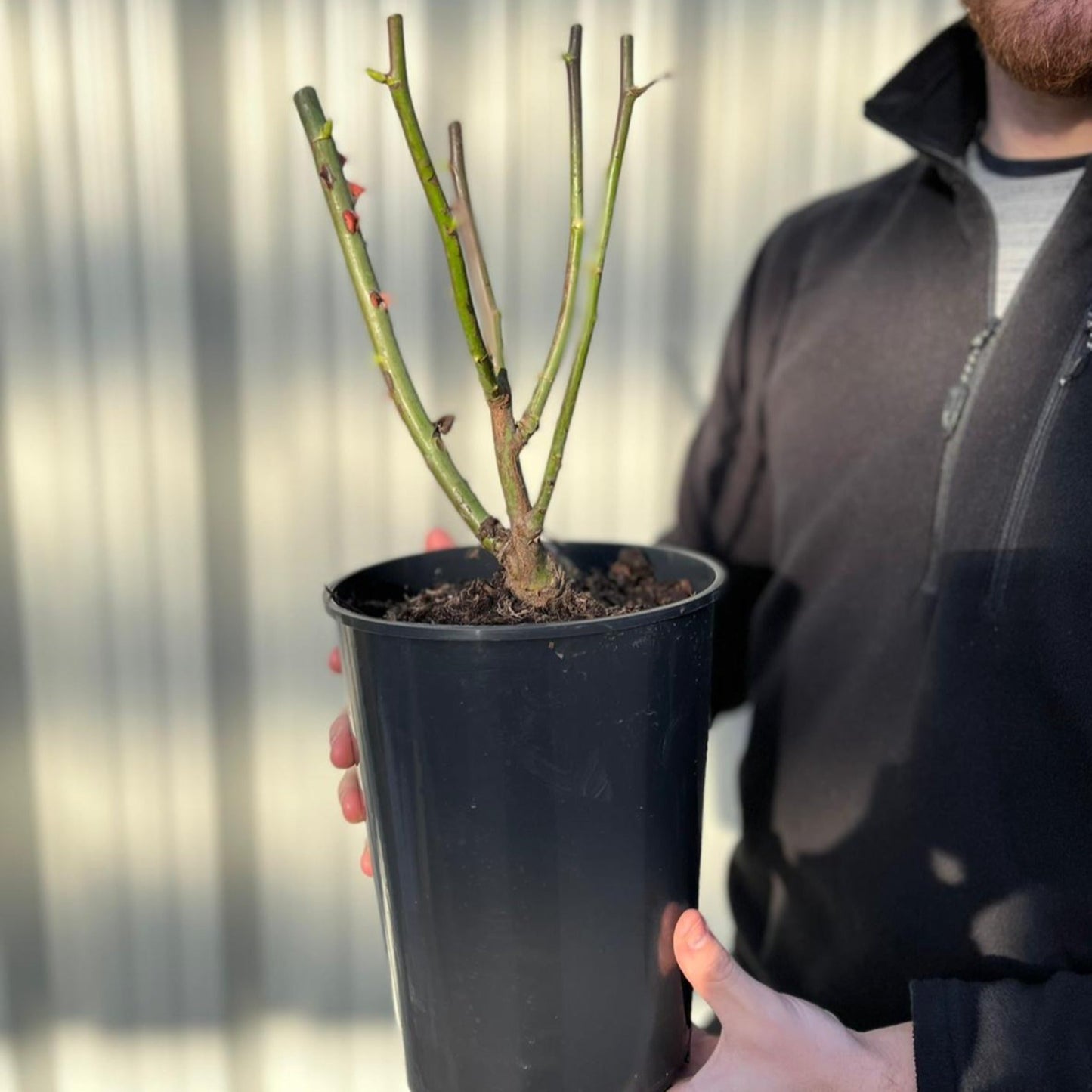 Rose Many Happy Returns | Floribunda | 4L Potted Rose