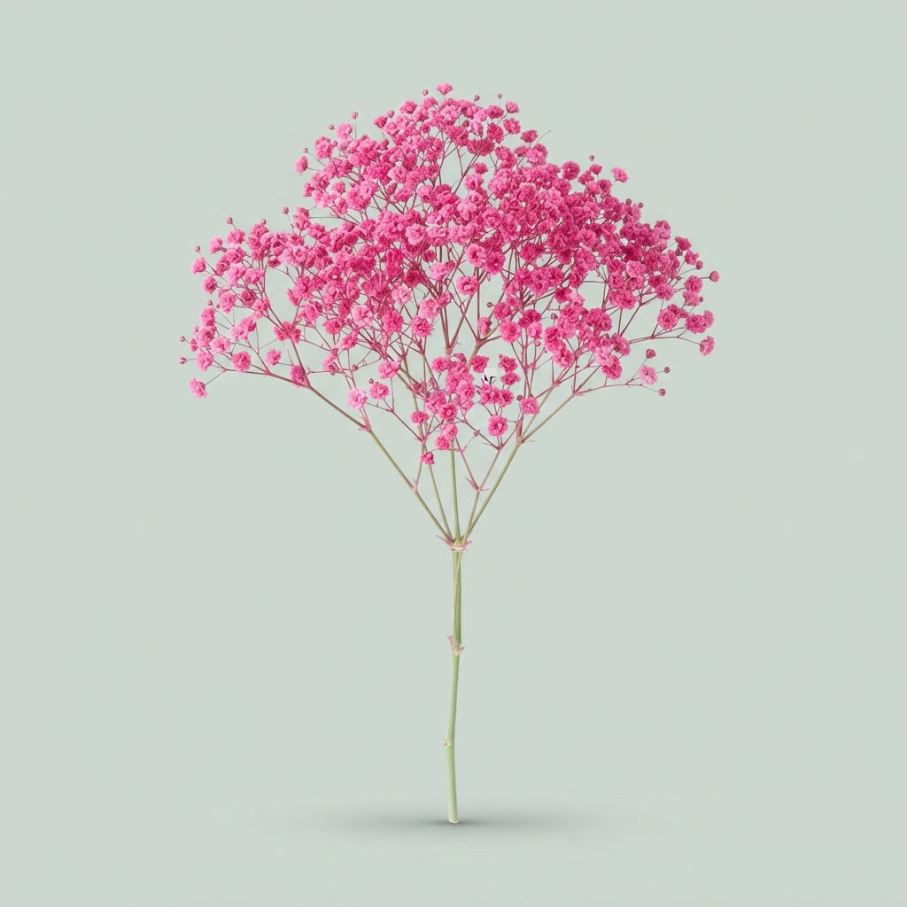 Gypsophila - Gypsophila Other - Pink Hot