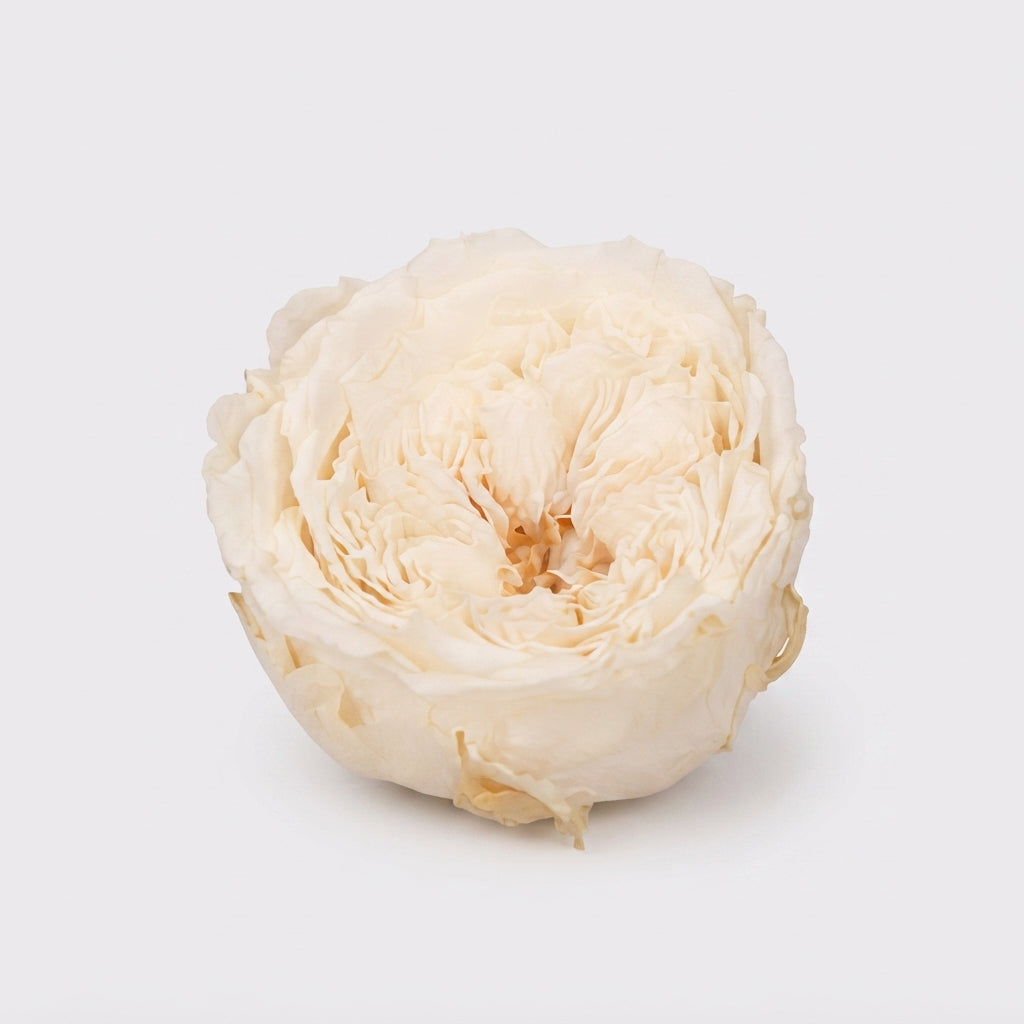 Preserved Garden Rose - Plastic