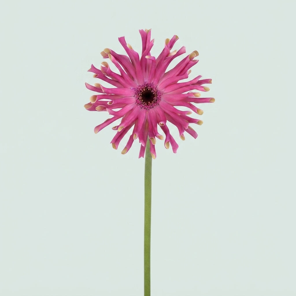 Gerbera Large Pasta Vittoria