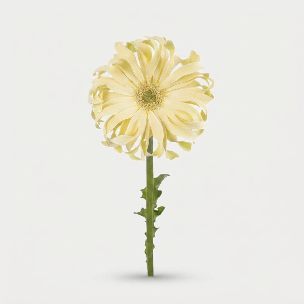 Gerbera - Pasta Carbonara