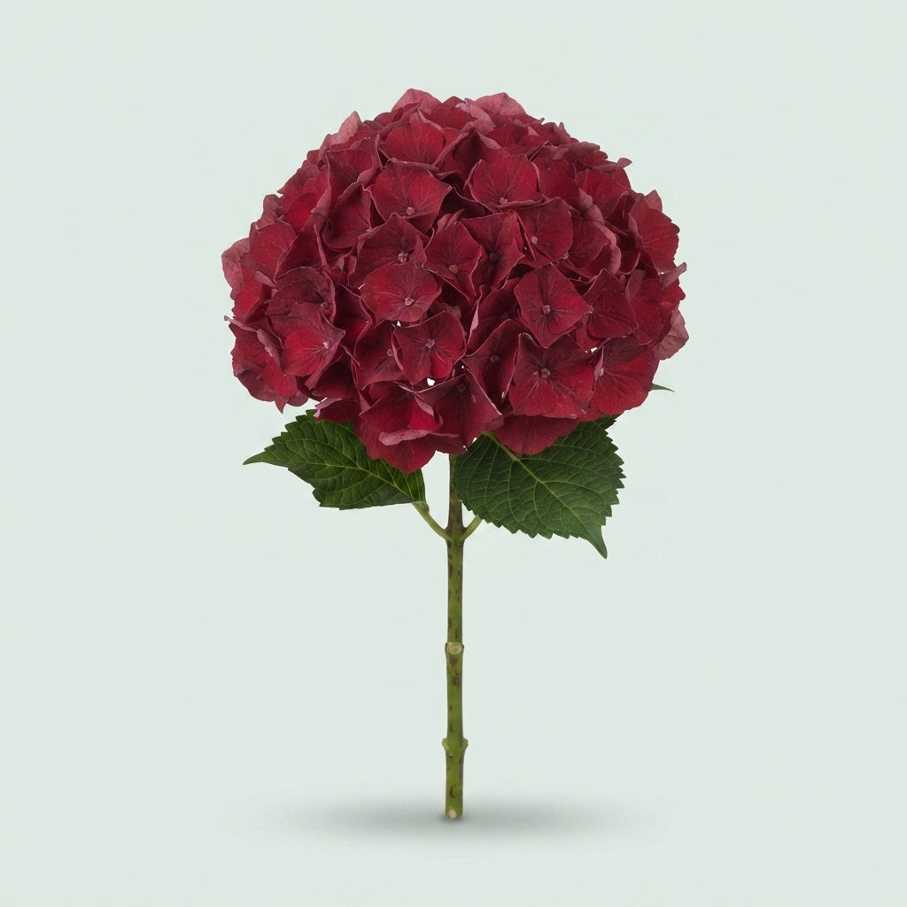 Hydrangea - Hydrangea - Kolmaru