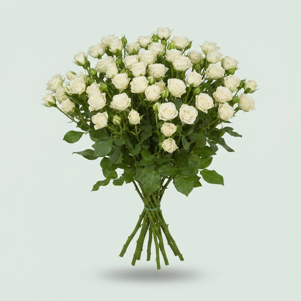 Spray Rose - Rosa - White Lady