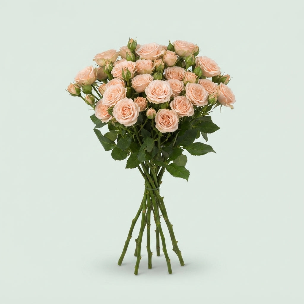 Spray Rose - Rosa - Tanja