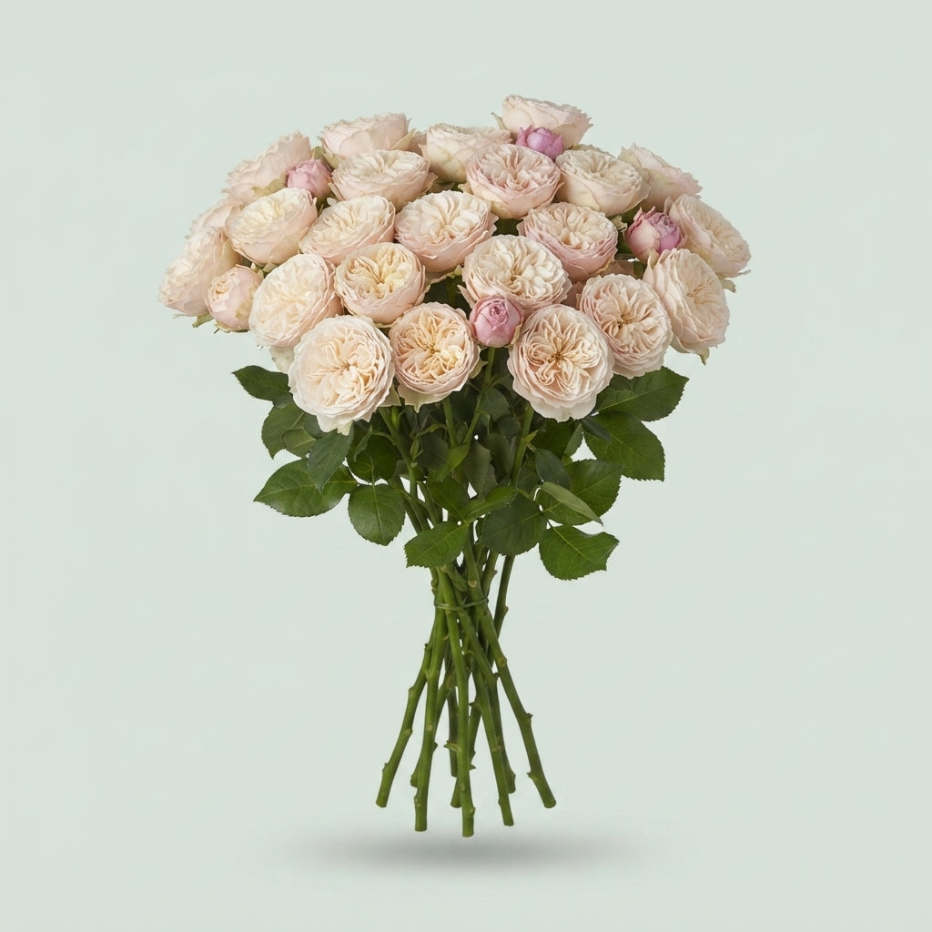 Spray Rose - Rosa - Royal Blush