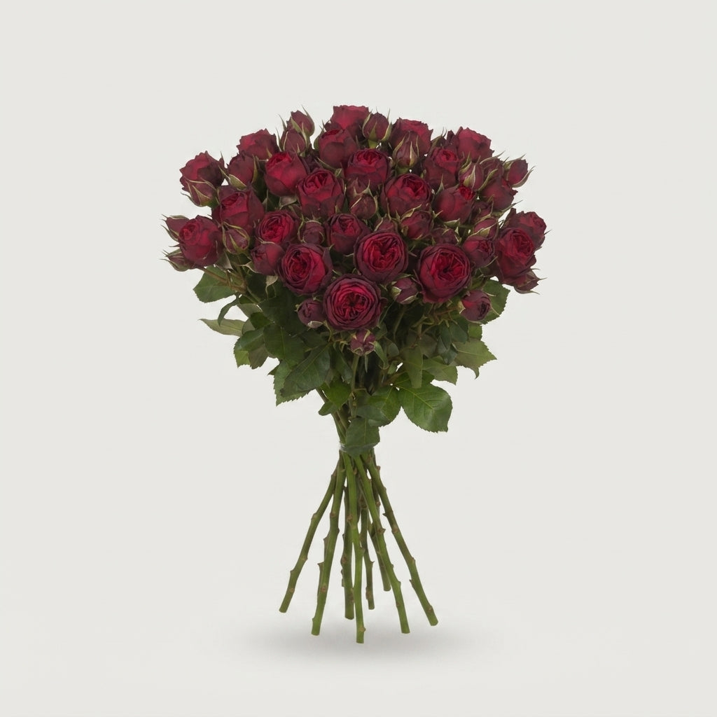 Spray Rose - Rosa - Piano