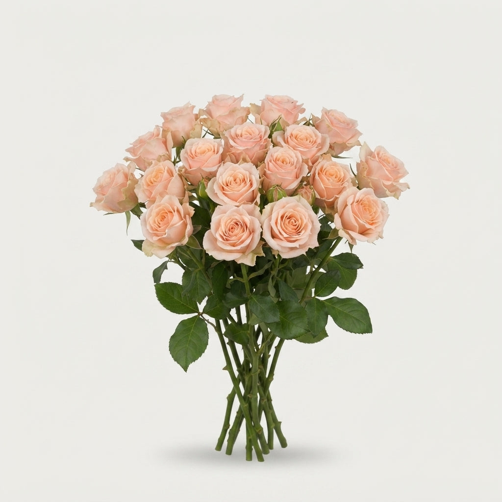 Spray Rose - Rosa - Morning Star