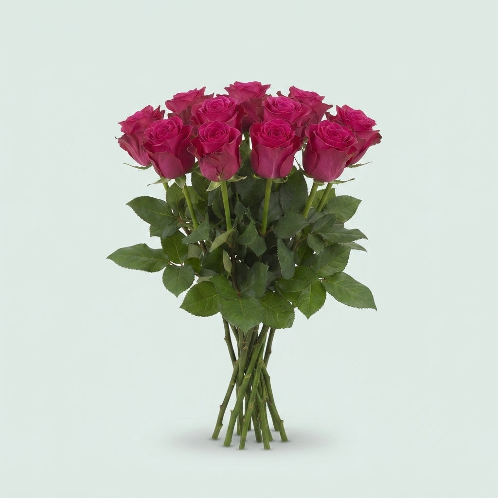 Rose - Rosa - Xoch