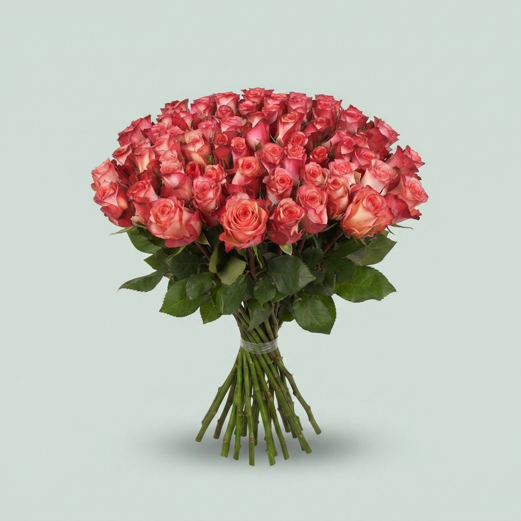 Rose - Rosa - Spark Condor