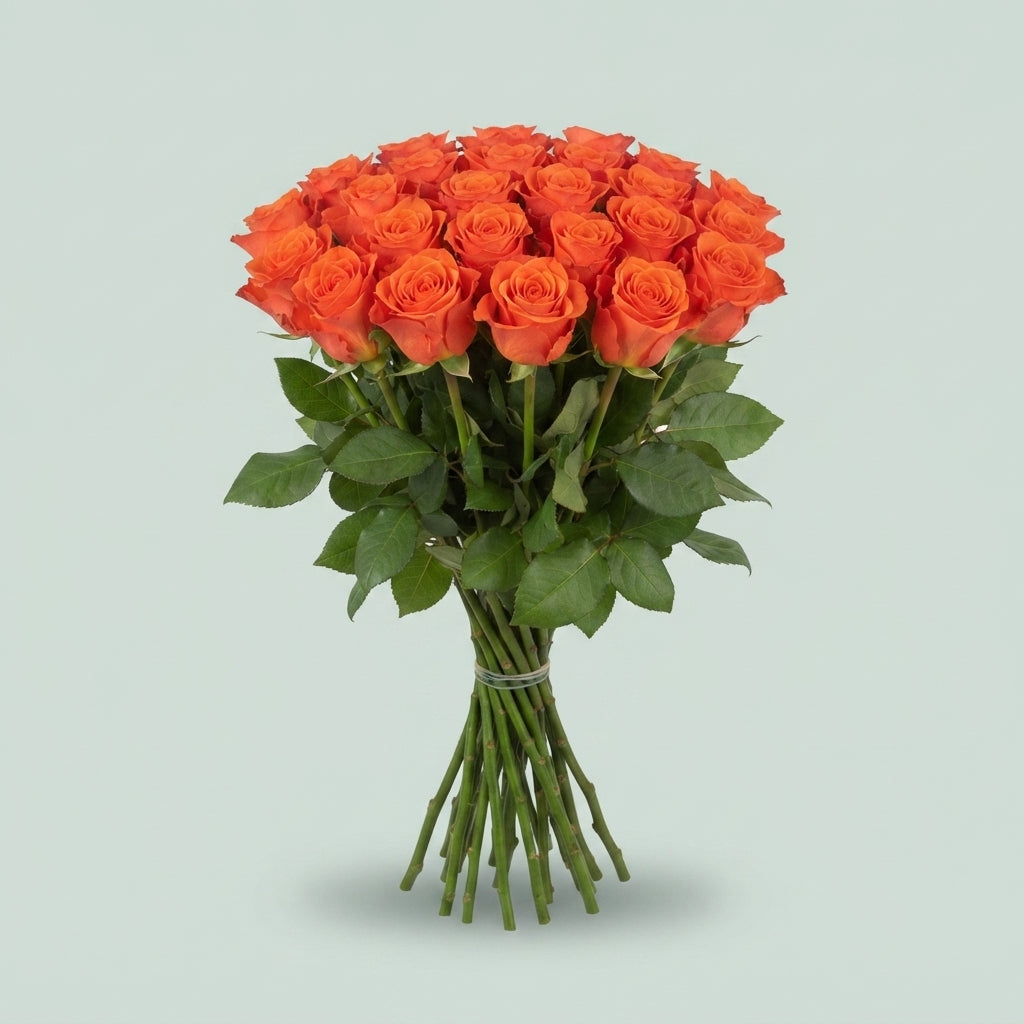 Rose - Rosa - Patz