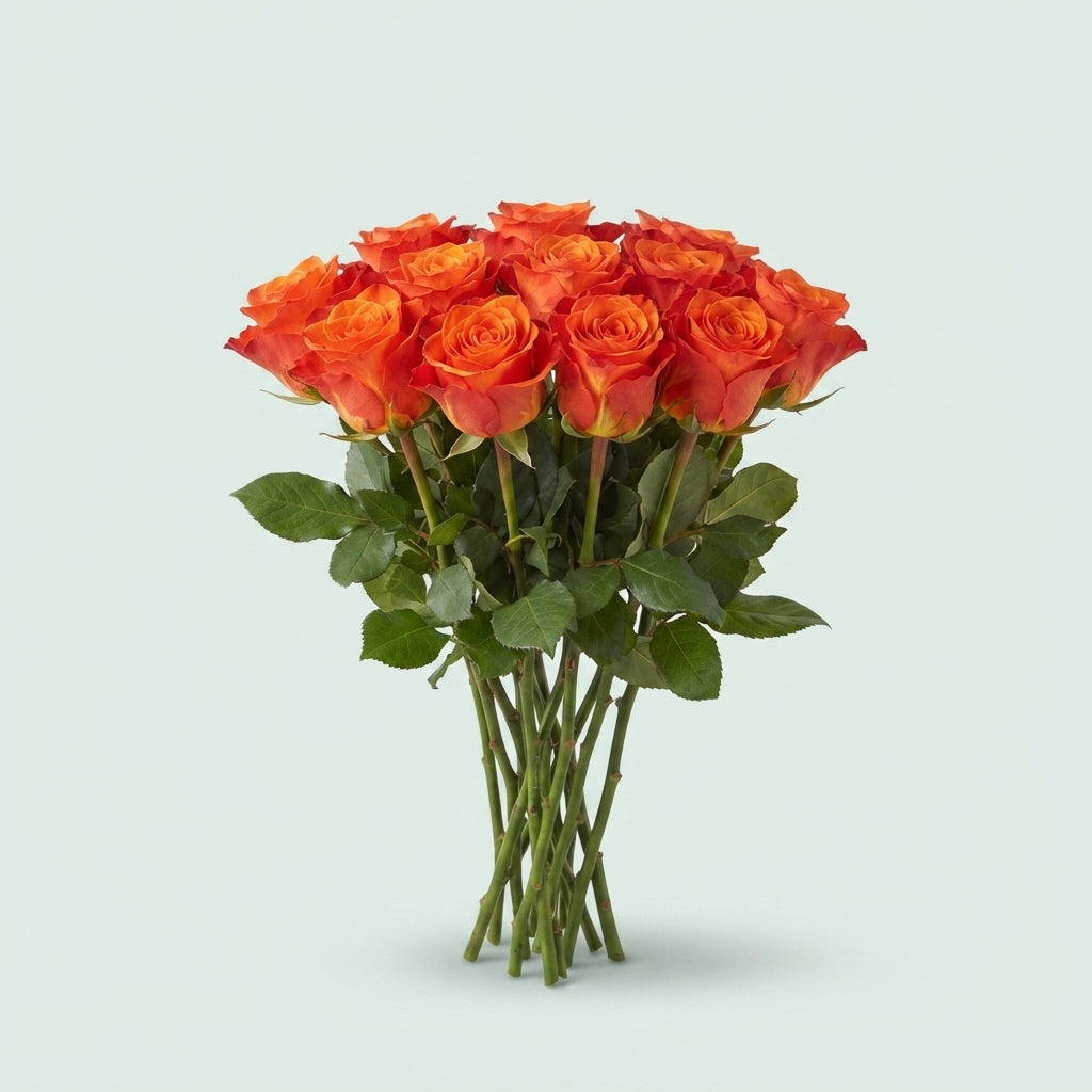 Rose - Rosa - On Fire