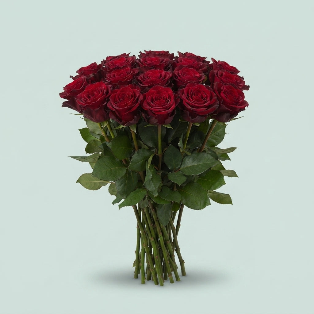 Rose - Rosa - Red Panther
