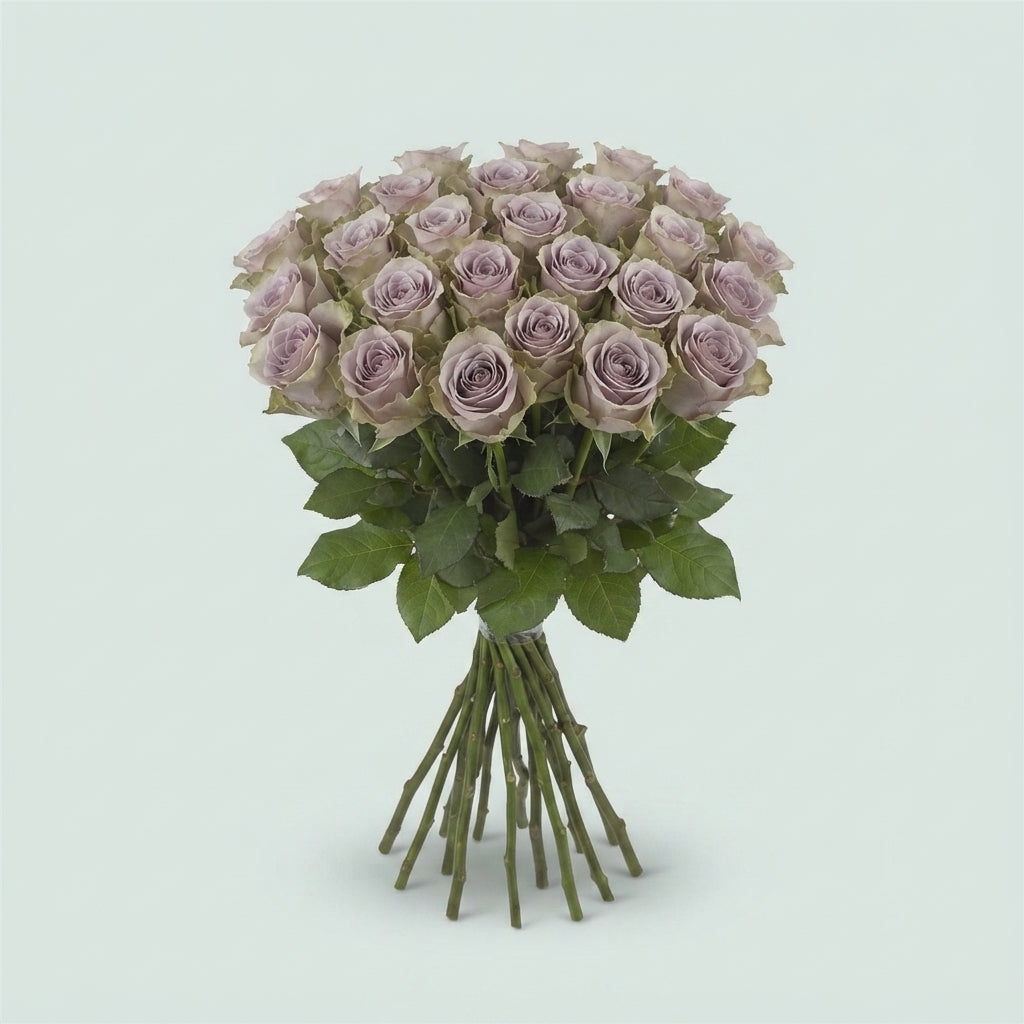 Rose - Rosa - Amnesia