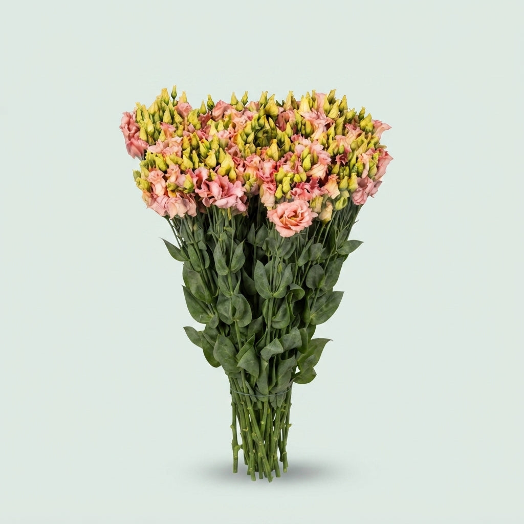 Lisianthus ‘Falda Apricot’ Cut Flowers – 70cm Stems