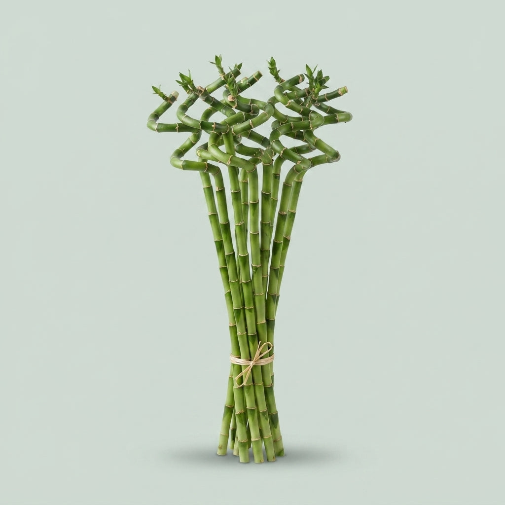 Lucky Bamboo - Dracaena - Lucky Bamboo