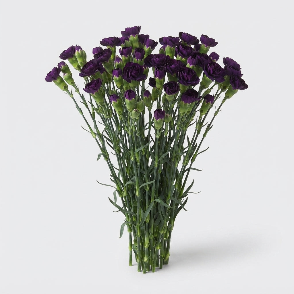 Spray Carnation - Dianthus - Florigene Moonvelvet