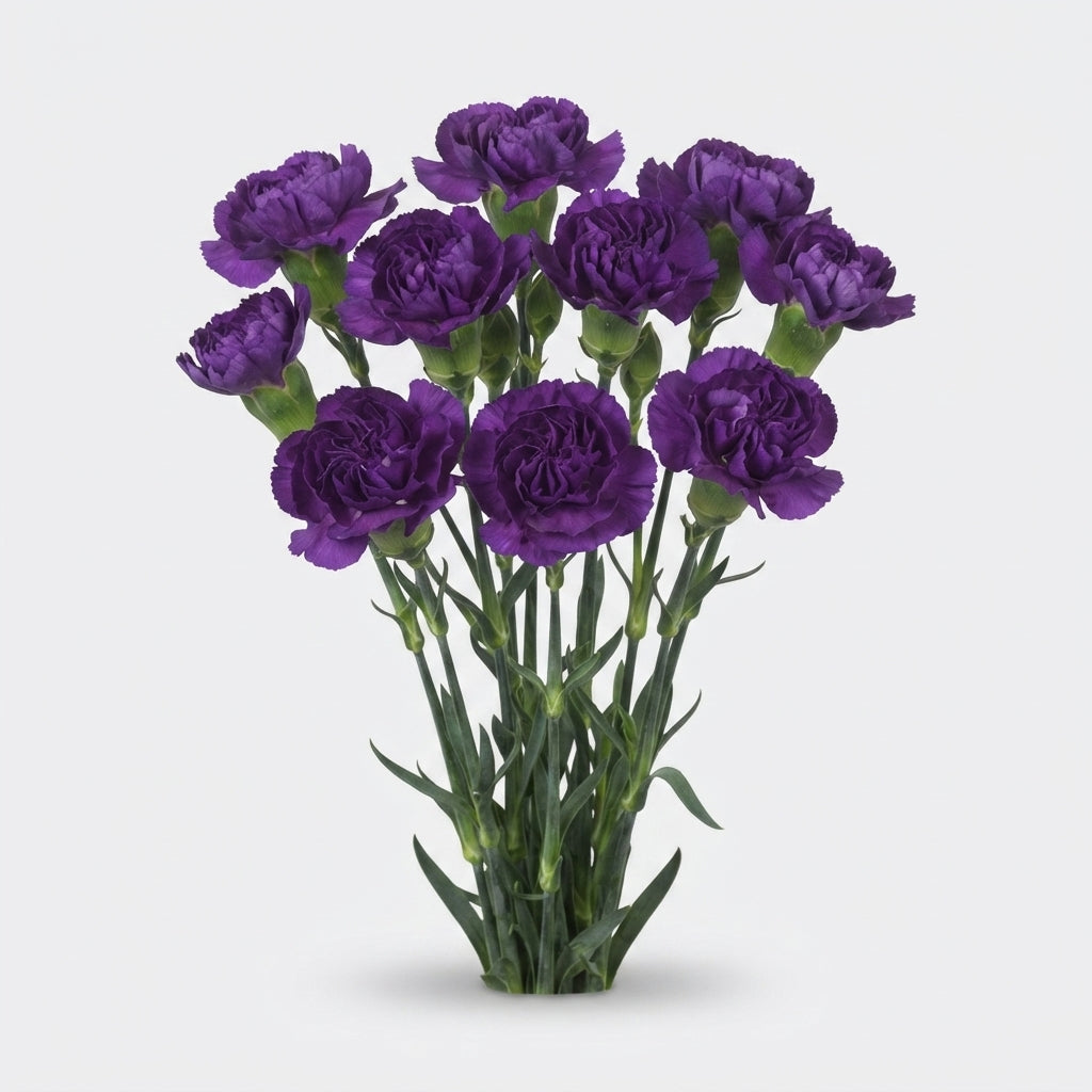 Spray Carnation - Dianthus - Florigene Moonberry