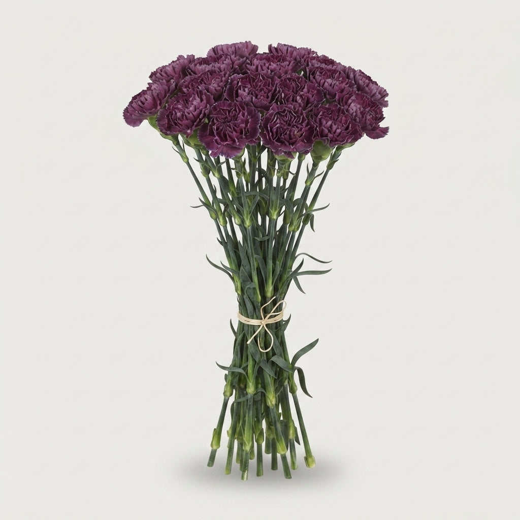 Standard Carnation - Dianthus - Copper Extasis
