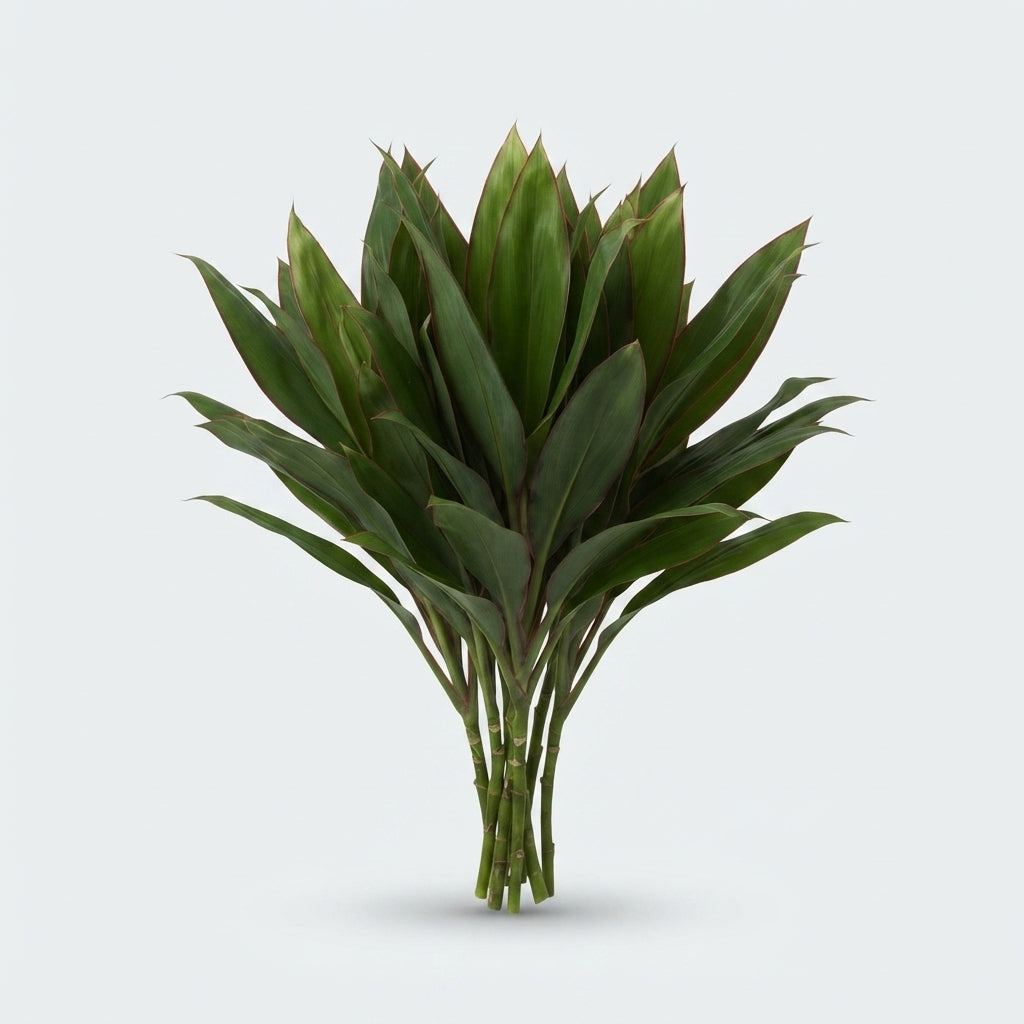 Cordyline Lemon Red Edge Top - Plastic