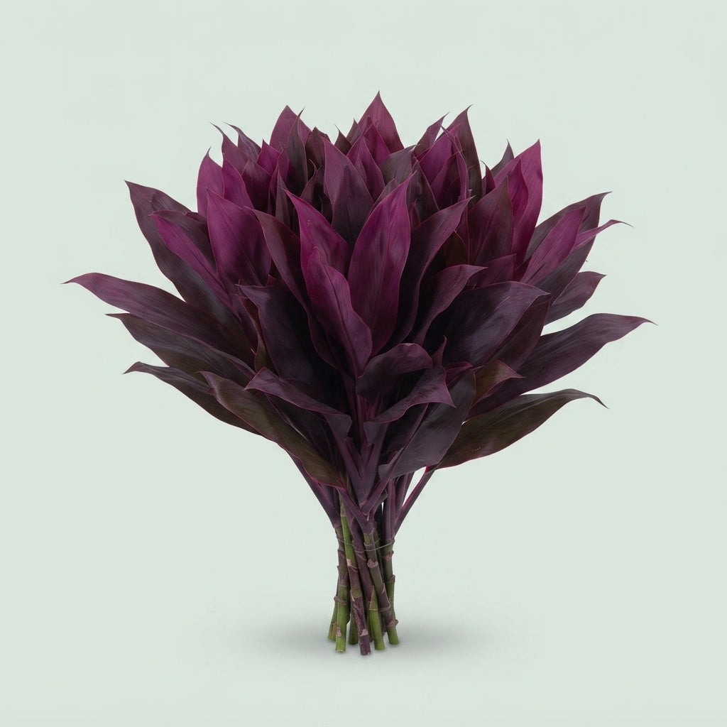 Cordyline - Plastic
