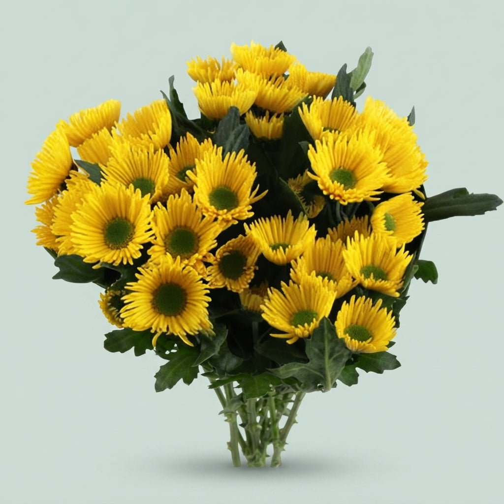 Spray Chrysanthemum - Chrysanthemum - Korona